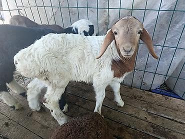 корейские куры: Продаю | Ягненок | Для разведения — 4