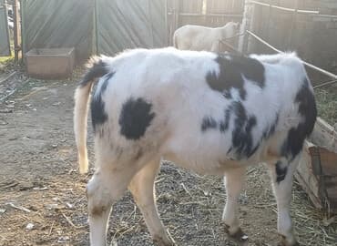 автоматический шприц для животных: Продаю | Корова (самка), Бык (самец), Тёлка | На откорм, На забой, Для разведения | Искусственник — 1