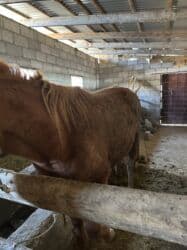 продажа домашних животных: Продаю | Кобыла (самка) — 3