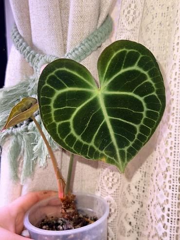 алоказия купить: Продаю разные алоказии. Детки, клубни, взрослые. Цены разные. Вотсап — 10