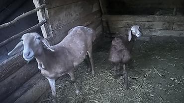 Животные: Продаю | Баран (самец), Овца (самка), Ягненок — 1