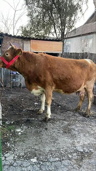 Үй жаныбарлары үчүн товарлар: Сатам | Уй (ургаачы) | Симментал | Сүт алуу үчүн — 1