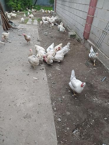 Продаю | Куры, Петух | Брама, Дакан, Домашняя | На забой, Несушки