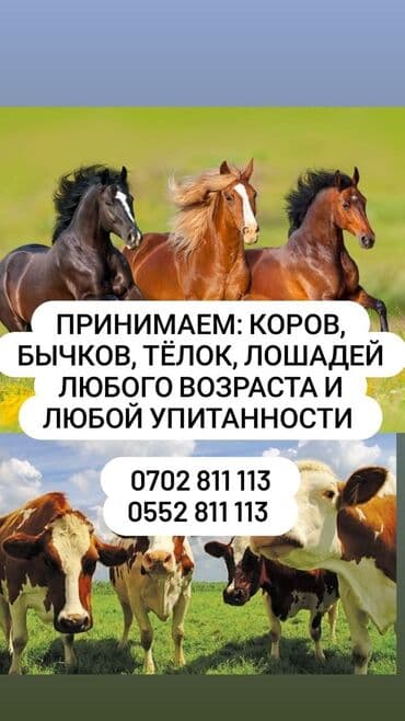 сколько стоит породистая кошка: Куплю | Бараны, овцы, Коровы, быки, Лошади, кони | Откормленные, Платная доставка, Забитый — 2