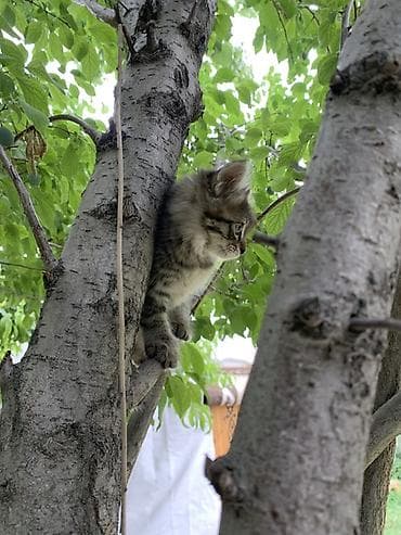 щенки питбулья: Котёнок, тигровый табби. - Порода: беспородный домашний (дворовой) — 3