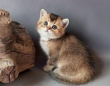 какая порода: Британский короткошёрстный котёнок, окрас золотой шэддед (возможен — 1