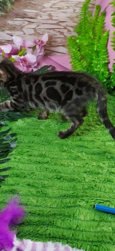 новорожденные котята: Друзья !!! питомник Бен Гла Мур с радостью предлагает новый помет. от — 4