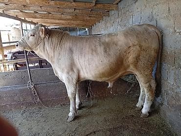 сары булун: Сатам | Бука (эркек) | Шароле | Бордоп семиртүү үчүн — 4