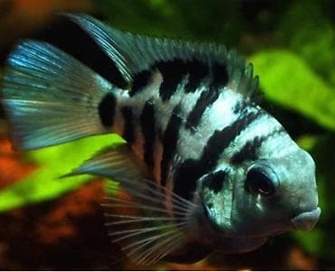 Рыбы: Цихлида зебровая (Cichlasoma nigrofasciatum, «чернополосая цихлазома») — 1