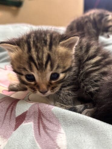 сумка для котят: Котята от домашней пары: папа — бенгальский кот с ярким контрастным — 5