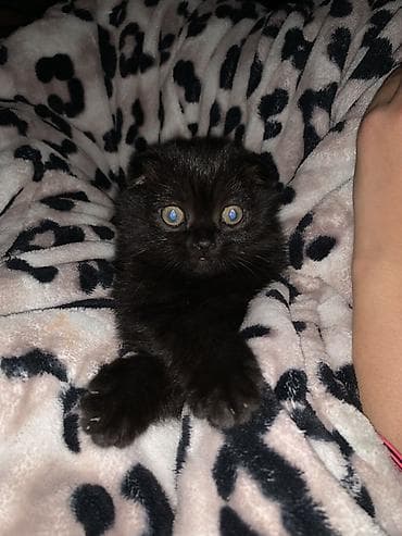 янтарный: Шотландский вислоухий котёнок, девочка окрас чёрный (солид). Плюшёвая — 1