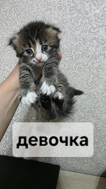 Животные: Кошка даром: Британская короткошёрстная, 2 месяца, Мальчик — 5