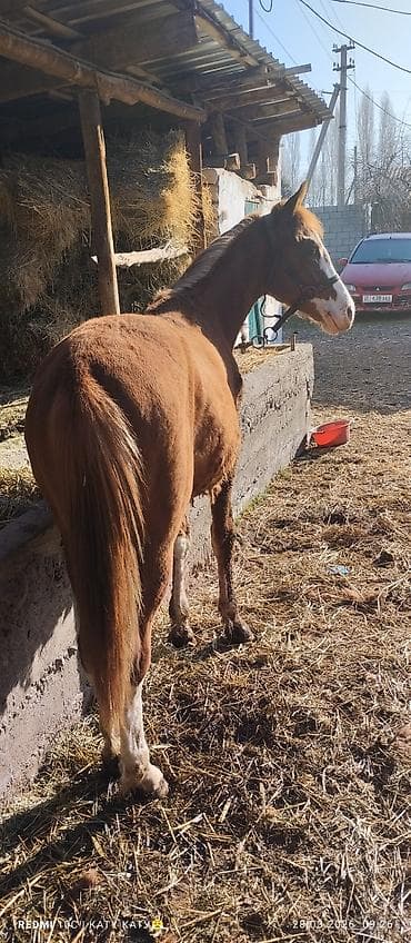 жеребец пони: Продаю | Жеребенок | Рабочий — 5