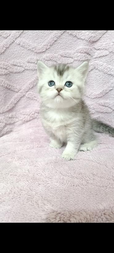 маленькие кошки: Скотиш Фолд (Шотландская вислоухая), 1 месяц, Девочка — 4