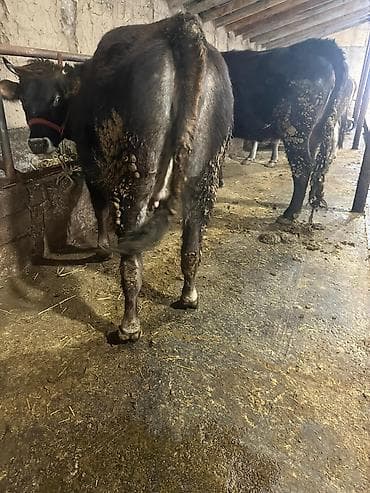 Аквариумдар: Сатам | Уй (ургаачы), Кунаажын | Аргын | Көбөйтүү үчүн, Сүт алуу үчүн — 3