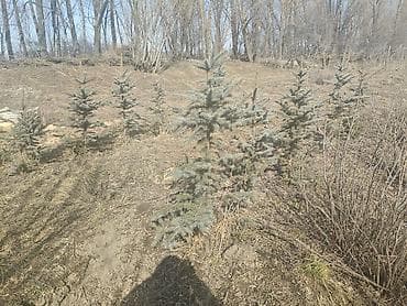 двухъярусный кровать в бишкеке: Еловые/сосновые саженцы для ландшафтного озеленения - Порода: хвойные — 4