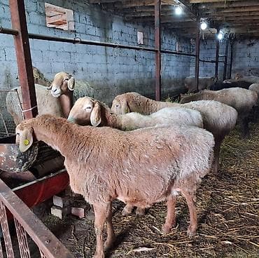кой овцы: Продаю | Овца (самка) | Для разведения | Племенные — 1