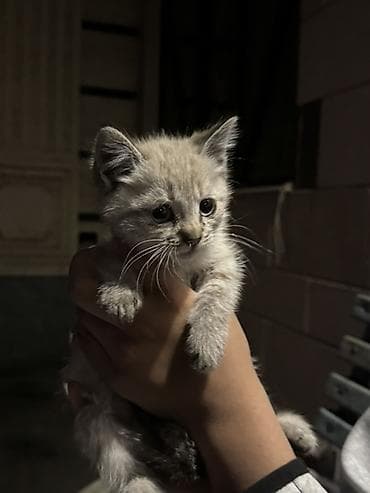 барханный кот: Котёнок, окраска серо-песочная с лёгким тигровым рисунком. Большие — 3
