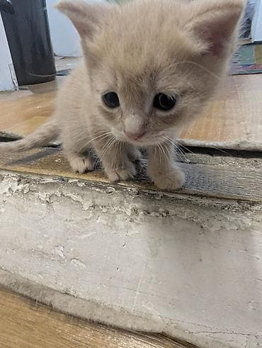 кошка с разными глазами: Котята от домашней кошки - 4 котят: есть трёхцветные — 10