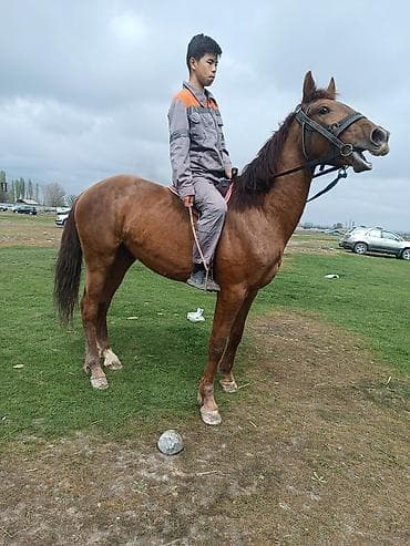 жылкы жаныбар: Сатам | Жылкы (эркек) | Көбөйтүү үчүн | Мерин — 4