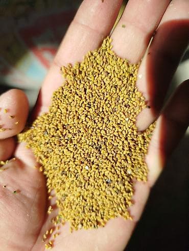 Семена кормовых растений: Люцерна