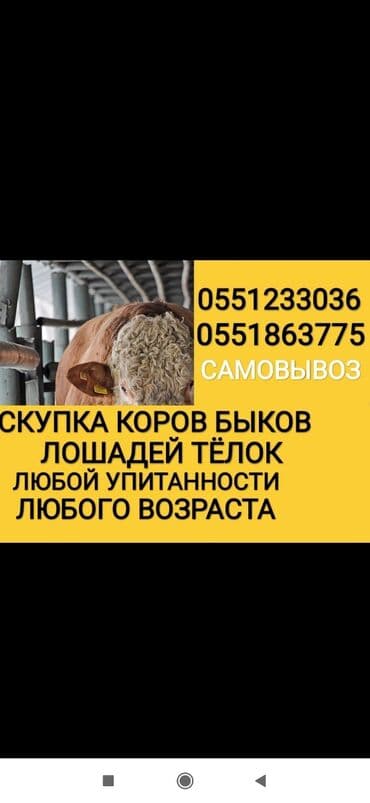сх животные и товары: Куплю | Другие с/х животные, Коровы, быки, Лошади, кони | Круглосуточно, Любое состояние, Забитый — 1