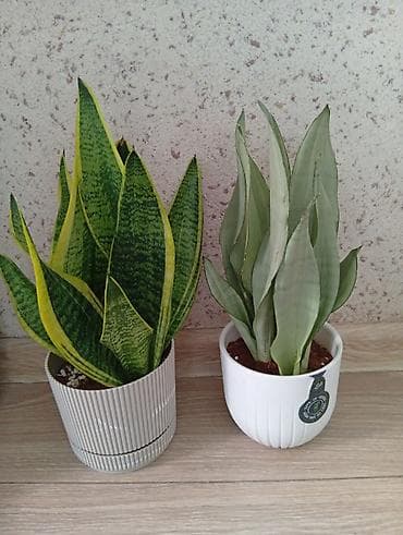 Антуриумы: Комнатные растения в горшках — подборка декоративных видов Доступные — 3