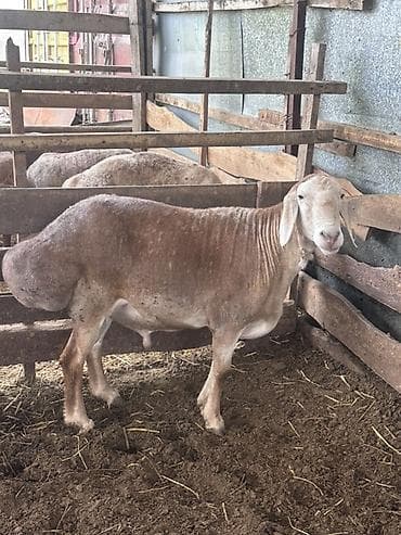 романовский порода: Продаю | Баран (самец) | Арашан | Для разведения | Племенные — 2