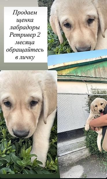 акустические системы usb колонка в виде собак: Щенок лабрадора-ретривера, 2 месяца. - Окрас светлый — 1