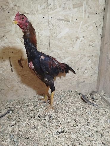 дакан цыпленок: Продаю | Петух — 3