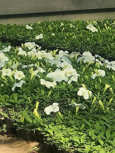 бельевой ящик: Рассада цветочных однолетников в кассетах/ящиках. Оптом и в розницу — 8