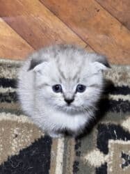 ошейник для кошек: НА БРОНЬ ! Шотландские вислоухие котята 🐱 Мальчик 1,5 месяца — 1