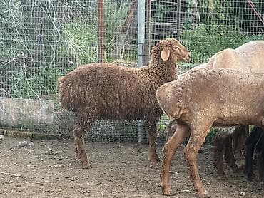 би 6: Продаю | Овца (самка) | Для разведения | Матка — 5