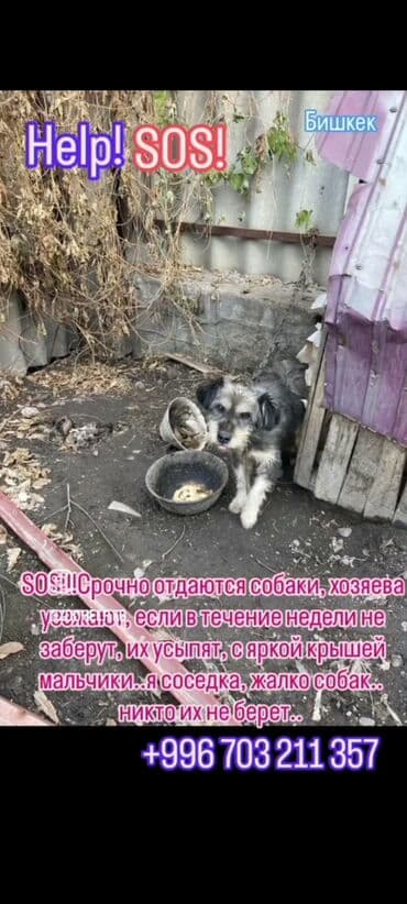 Вязка собак: Собака даром: Алабай, 6 месяцев, Самец — 2