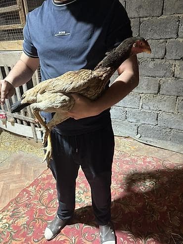 даканн: Продаю | Куры | Бойцовая | Для разведения — 2