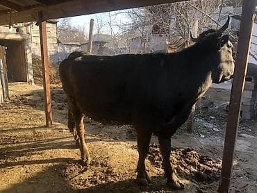 Продаю | Корова (самка) | Для молока | Привязанные