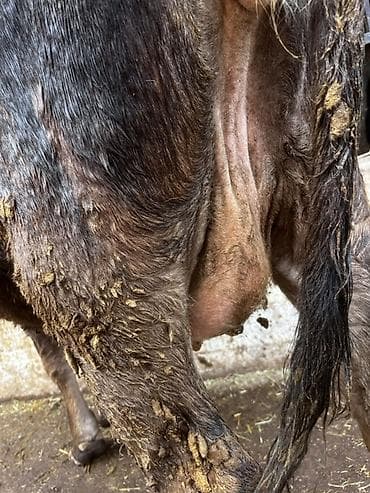 кобыла жеребая: Продаю | Корова (самка) | Для молока | Стельные — 8