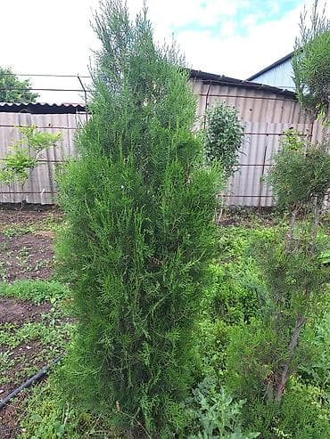 Бөлмө өсүмдүктөрү: Пахиподиум ламера (Madagascar Palm) в горшке - Эффектное комнатное — 6