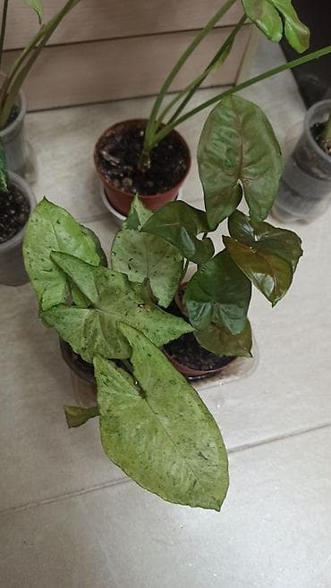 Алоэ: Смнгониумы детки, цена за штуку, район Ошского рынка, самовывоз — 4