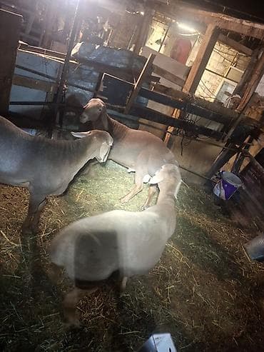 canada goose: Продаю | Овца (самка) | Для разведения | Матка — 4