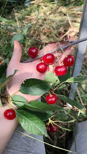 тошок новый: Вишня Оптом, Самовывоз — 2