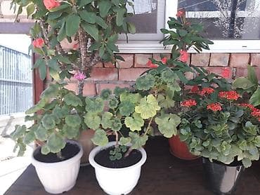 сирень гул: Комнатные растения в горшках — набор для озеленения дома/балкона — 5