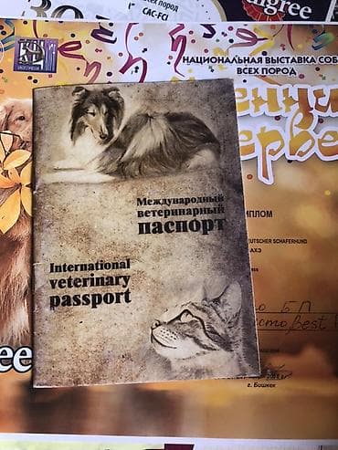 собаки карабалта: Порода: немецкая овчарка (черно-рыжий окрас). Описание: - Собака — 6