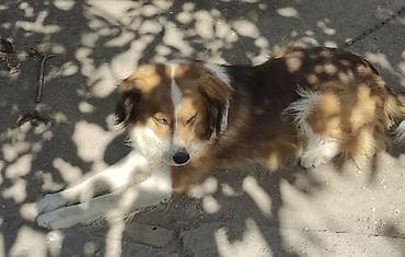 Колли, 3 жаш, Эркек, Эмделген — 2