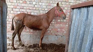 Сатам | Бээ (ургаачы) | Көбөйтүү үчүн | Асыл тукумдуу