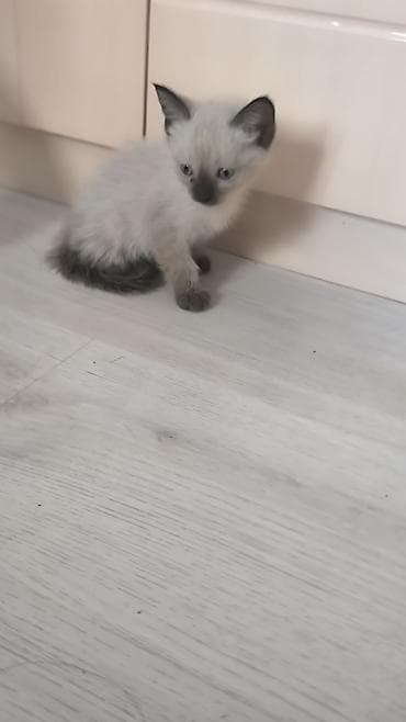 котята ош: Тайская, 1 месяц, Мальчик — 5