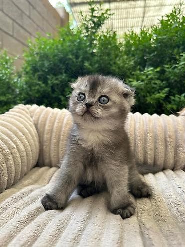 Мышыктар: Скотиш Фолд (Шотландиялык шалпаң кулак), 1 айлык, Ургаачы, Лотокко барууга үйрөтүлгөн — 2