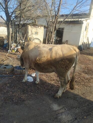 срочно продаю в связи с переездом: Продаю | Корова (самка) — 2