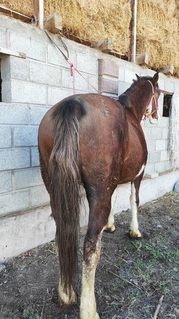 продаю в связи переездом: Продаю | Кобыла (самка) | Для разведения — 3