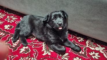 sobaka dog: Щенок черный,метис. девочка,примерно 2,5 месяца. кушает — 4